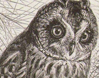 Short-eared Owl Bird Asio Flammeus Antique Engraved Illustration 1905 Vintage Edwardian Natural History To Frame