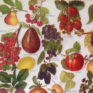 Connaissez vos variétés de fruits vintage Agriculture Identification Chart Lithographie couleur 1912 Original
