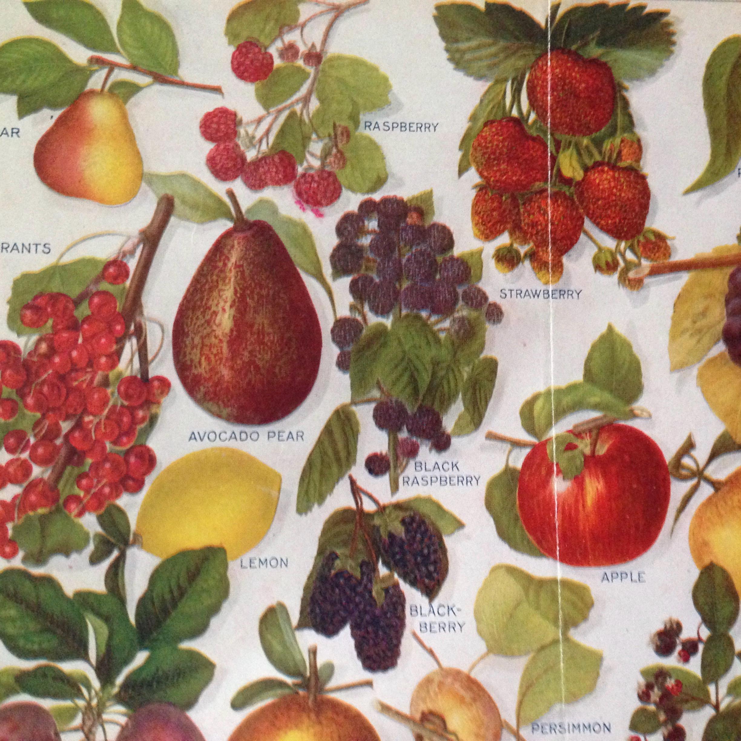 Know Your Fruit Varieties Vintage Agriculture Identification Chart Color Lithograph 1912 Original