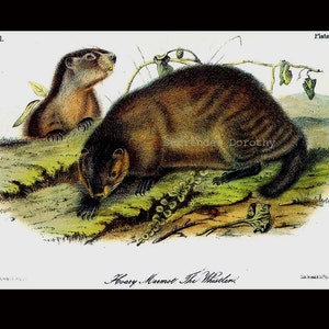 Woodchuck Groundhog Audubon Vintage Wild Animal Lithograph Natural History To Frame image 4