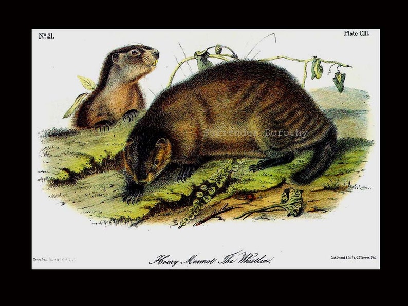 Woodchuck Groundhog Audubon Vintage Wild Animal Lithograph Natural History To Frame image 4