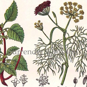 Fenchel Cathartic Ramno Rainfarn Holz Sauerampfer 1907 Heilung Heilpflanzen Edwardian Botanische Karte Rahmen III