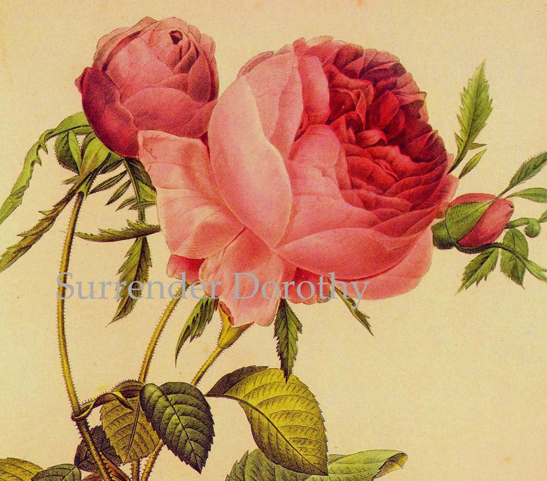 Pink Rose Rosa Centifolia Foliacea Vintage Flower Redoute - Etsy