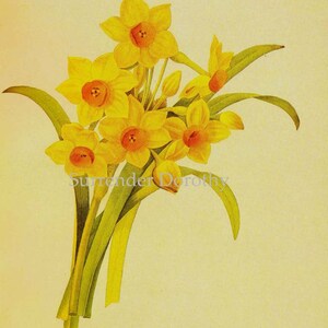 Narcissus Tazetta Flowers Bouquet Vintage Illustration Wildflower Lithograph Redoute Botanical Print To Frame 18 image 2