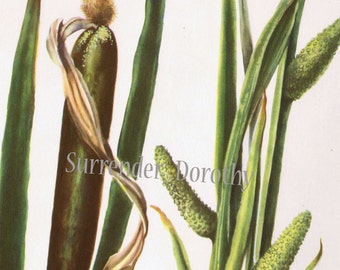 Common Cattail and Sweet Flag Flowers Vintage Botanical Lithograph Art Print For Framing