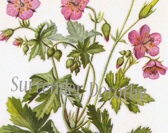 Spotted Cranesbill Geranium Flower Botanical Art Vintage Lithograph Print To Frame 123