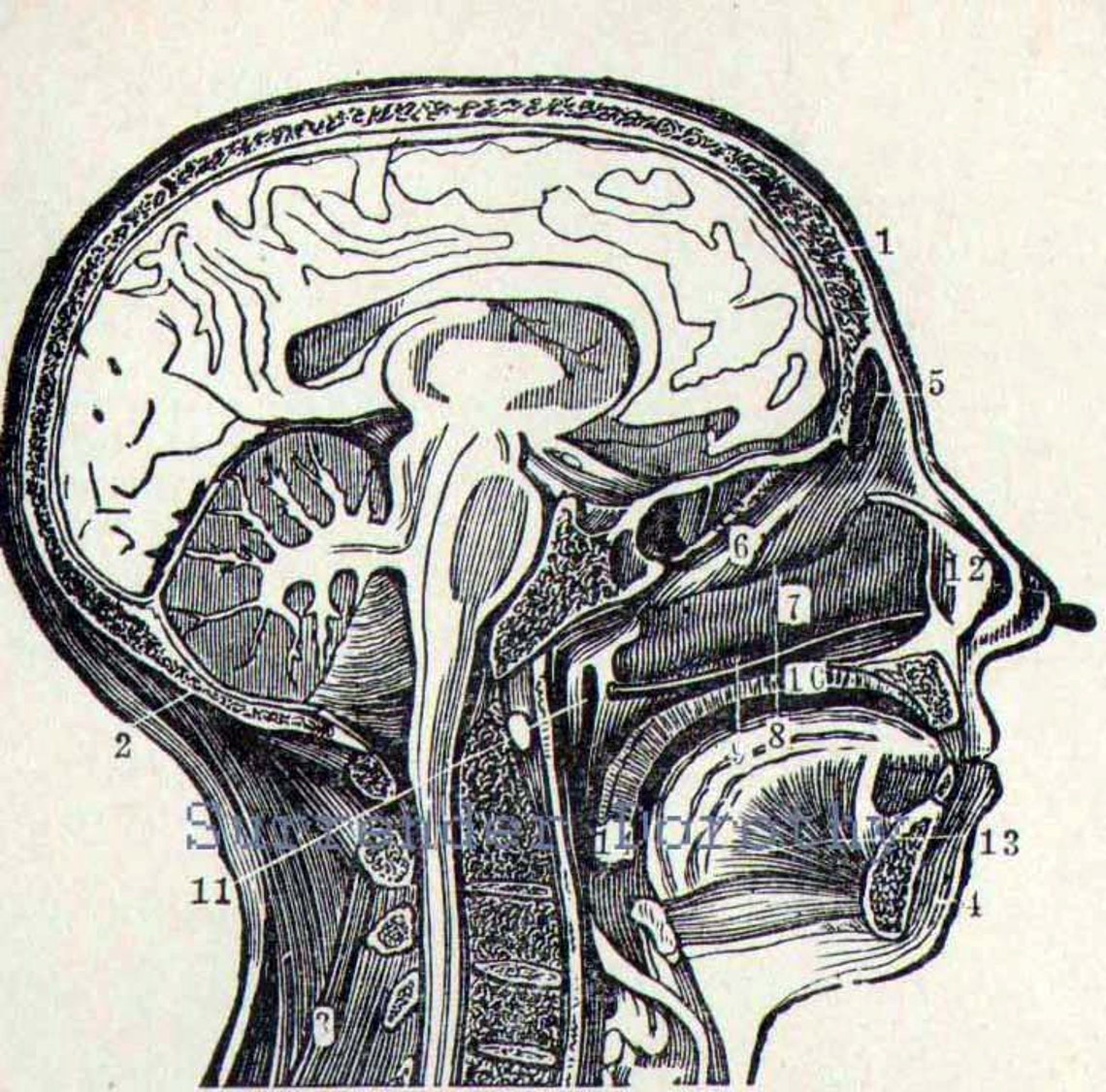 Human Anatomy Central Nervous System Vintage 1908 Edwardian Antique ...
