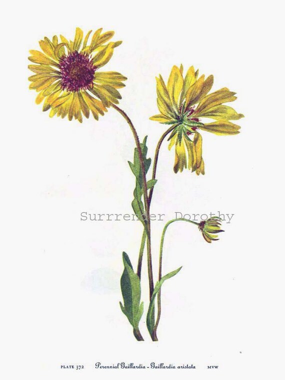 Wild gaillardia shop