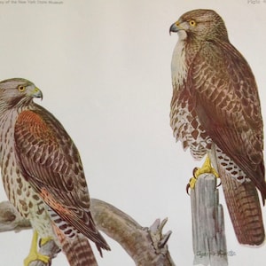 Rotschulterfalke Rotschwanzbussard Vögel Ornithologie Lithographie Schaubild zum Rahmen 1940er Jahre P47