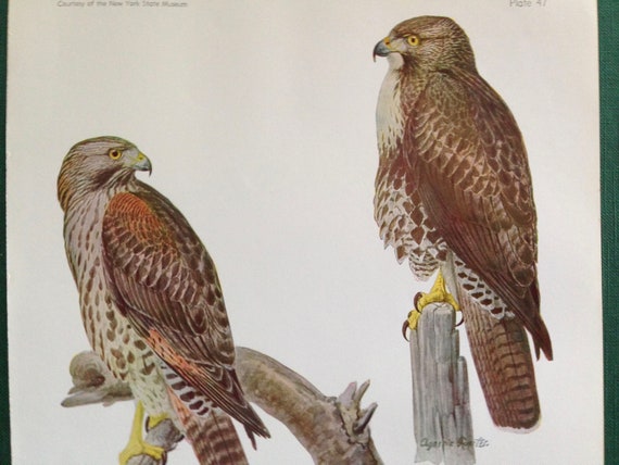 Pancarte Scolaire Vintage – Autour Du Faucon (Hawk, Goshawk) – Lithographie