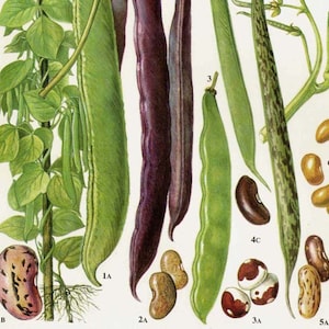 Scarlet Runner Haricot Kidney Pea Black Beans Flowering Legumes Food Chart Vegetable Botanical Lithograph For Your Vintage Kitchen 37