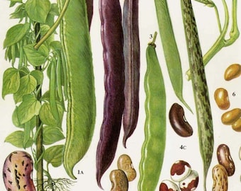 Scarlet Runner Haricot Kidney Pea Black Beans Flowering Legumes Food Chart Vegetable Botanical Lithograph For Your Vintage Kitchen 37