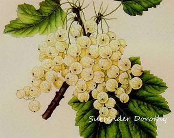 White Currant Grape Prestele Vintage Agriculture Poster Print  Botanical Lithograph To Frame 59