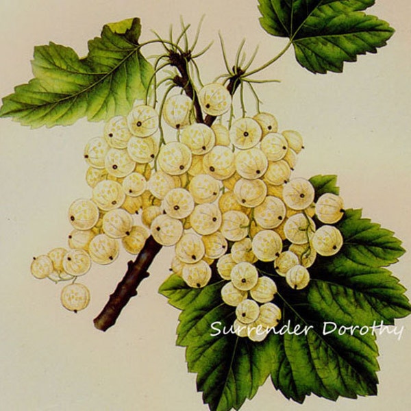 White Currant Grape Prestele Vintage Agriculture Poster Print  Botanical Lithograph To Frame 59