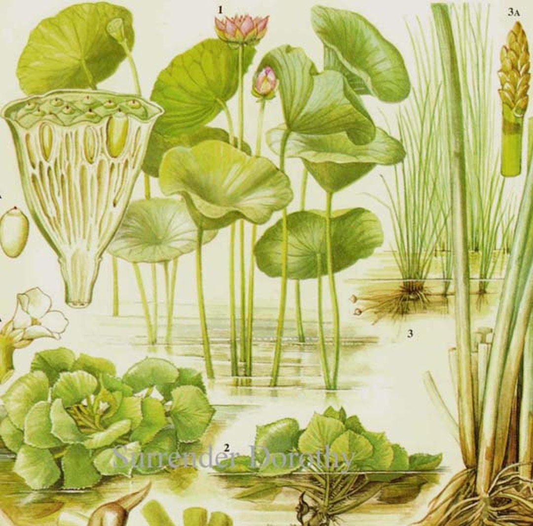 Chinese Water Chestnut Lotus Aquatic Asian Vegetable Plant Flower