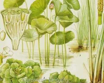 Aquatic Plants of China、中国水生植物図鑑 Aquatic Plants of China、中国水生植物図鑑 Aquatic Plants of China