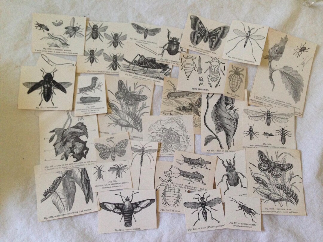 Insect Bugs Scrap Book Vintage Clipart 1910 Antique Natural History ...