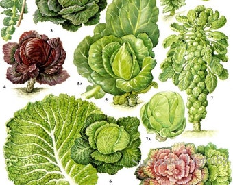 Chou Kale Savoy Choux de Bruxelles Salade Légume Plante Fleurs Nourriture Tableau Botanique Lithographie Illustration Pour Votre Cuisine Vintage 157