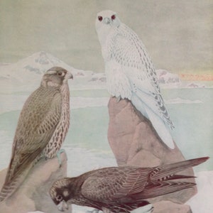 Gyrfalcon Schwarz Weiß Vögel Ornithologie Lithografie Chart To Frame 1940er Jahre P50