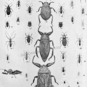 Beetles Chart Vintage Bugs Edwardian Entomology 1907 Natural History ...