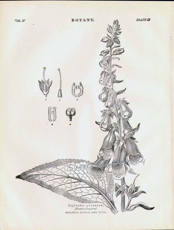 Buy Foxglove Flowers Plant Digitalis Purpurea 1892 Victorian