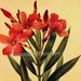 see more listings in the Redoute Botanical Prints section