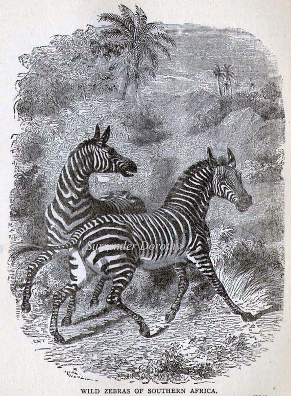 ZEBRA Africa Victorian Era Vintage 1887 Black & White Natural
