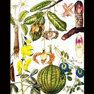 Calabash Nutmeg Flowering Pea Flowers Tropical South Africa Botanical Exotica Vintage Illustration To Frame 53 image 3