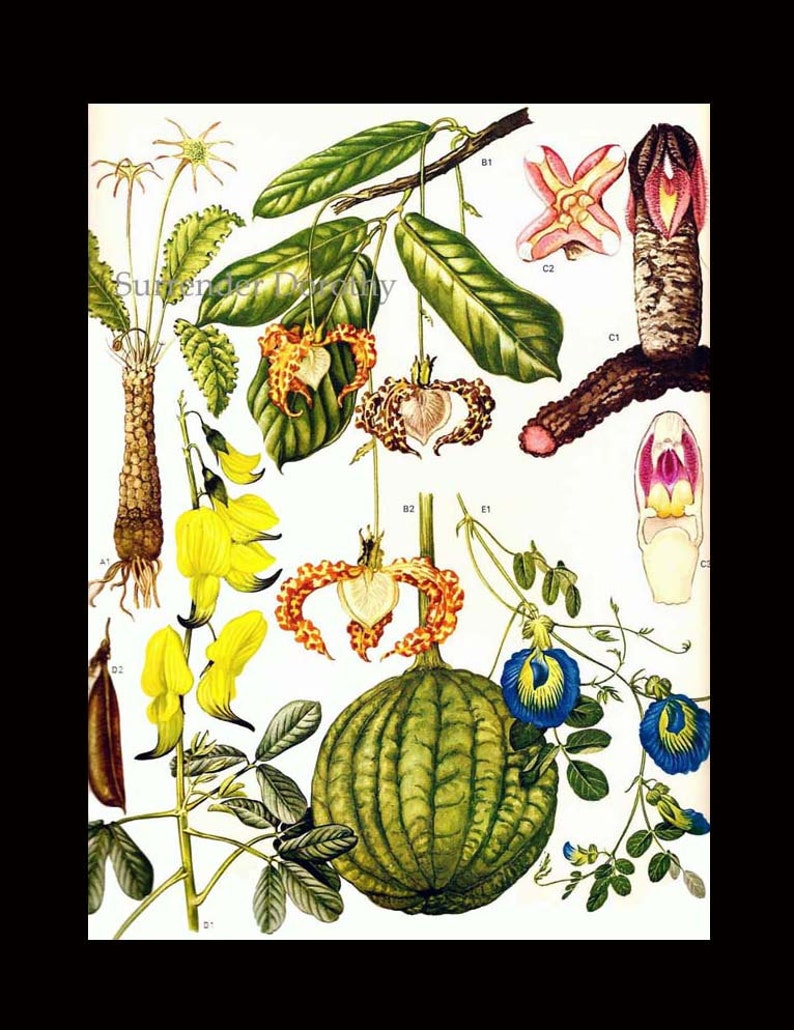 Calabash Nutmeg Flowering Pea Flowers Tropical South Africa Botanical Exotica Vintage Illustration To Frame 53 image 3