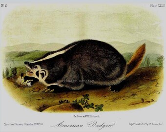 Badger Audubon Naturalist Vintage Wild Animal Lithograph Natural