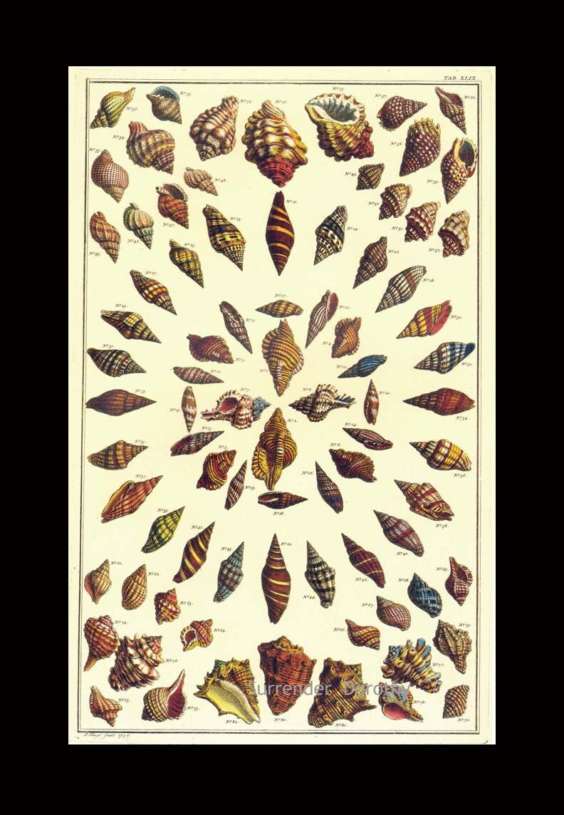 Cone Auger & Turret Shells South Pacific Caribbean Vintage - Etsy