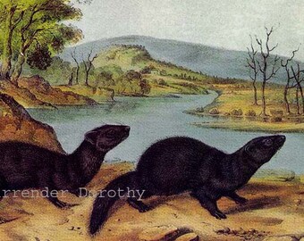 Mountain Brook Mink or Black Sable John J Audubon Wild Animal Natural History Lithograph Print To Frame