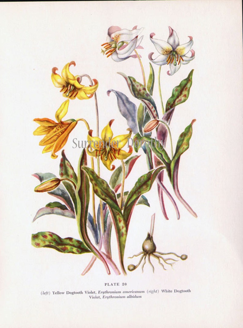 Dogtooth Violet Flowers Vintage Botanical Lithograph Print to - Etsy