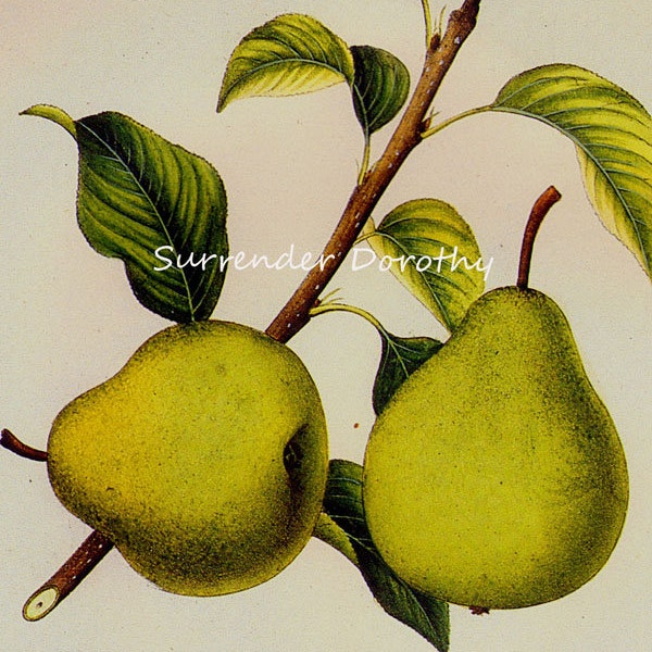 Madeline Pear Prestele Vintage Agriculture Poster Print  Botanical Lithograph To Frame 49