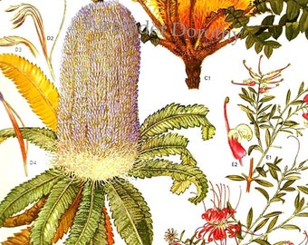 Banksia Serrata & Plants Of Australia Botanical Exotica 1969 Large Vintage Illustration To Frame 134