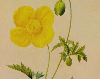 Yellow Welsh Poppy Flower Meconopis Cambrica Vintage Illustration Wildflower Lithograph Redoute Botanical Print To Frame 41