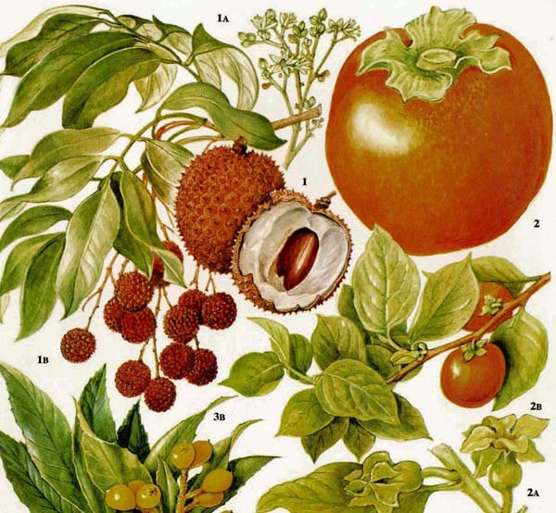 Litchi Persimmon Loquat Tropical Fruit Flower Chart Food Botanical  Lithograph Illustration for Your Vintage Kitchen 105 - Etsy