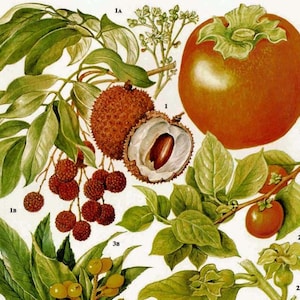 Litchi Persimmon Loquat tropisch fruit bloemenkaart voedsel botanische lithografie illustratie voor uw vintage keuken 105