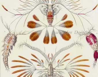 Copepod Formationen Haeckel Vintage Druck Naturgeschichte Ozeanographie Viktorianisch Wissenschaftliche Lithographie Zum Einrahmen