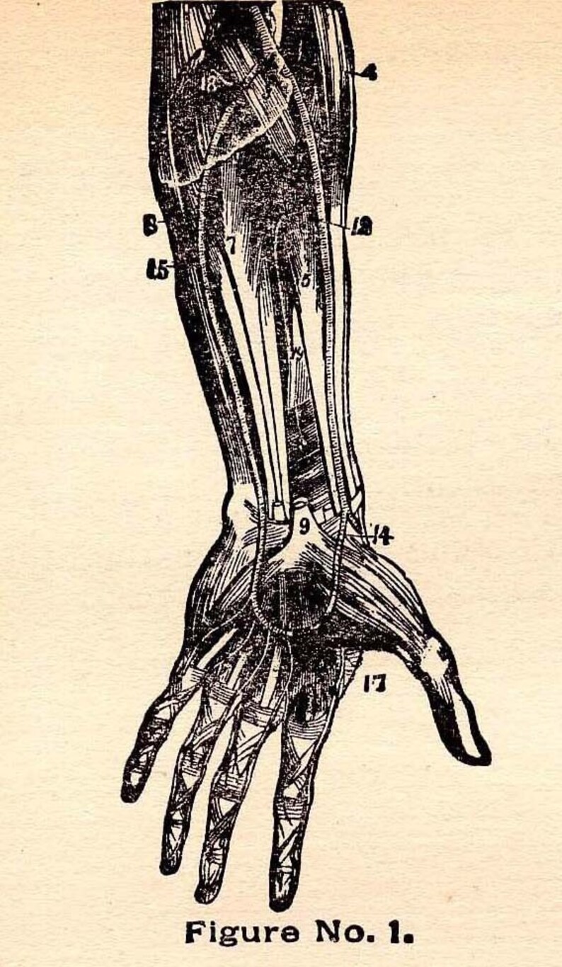 Circulatory System Arteries Human Anatomy 1908 Original Edwardian Era Antique Medical Chart Five Views Black & White image 2