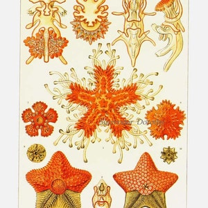 Asteridea Starfish Formations & Barnacles Haeckel Vintage Print Natural History Oceanography Victorian Scientific Lithograph To Frame image 3