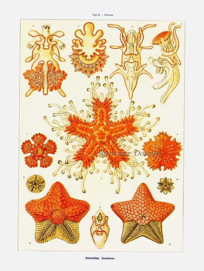 Asteridea Starfish Formations & Barnacles Haeckel Vintage Print Natural History Oceanography Victorian Scientific Lithograph To Frame image 3