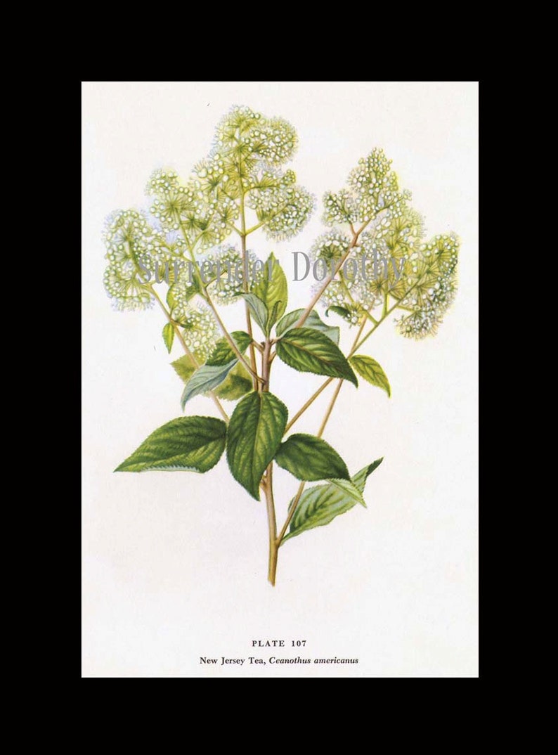 New Jersey Tea Flower Vintage Botanical Lithograph Art Print To Frame 1950s 107