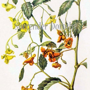 Touch Me Not Jewel Weed Flowers Vintage Botanical Lithograph 1950s Art Print To Frame 106 image 2