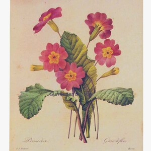 Primrose Primula Vulgaris Hudson Vintage Botanical Illustration Wildflowers Redoute Print To Frame 72 image 2