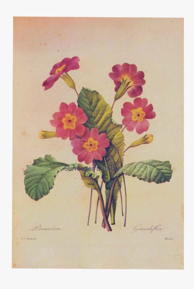 Primrose Primula Vulgaris Hudson Vintage Botanical Illustration Wildflowers Redoute Print To Frame 72 image 2