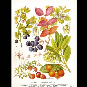 Fresh Berries Blueberry Bilberry Cranberry Arbutus Fruit Food Chart Vegetable Botanical Lithograph Illustration For Your Vintage Kitchen 83 image 3