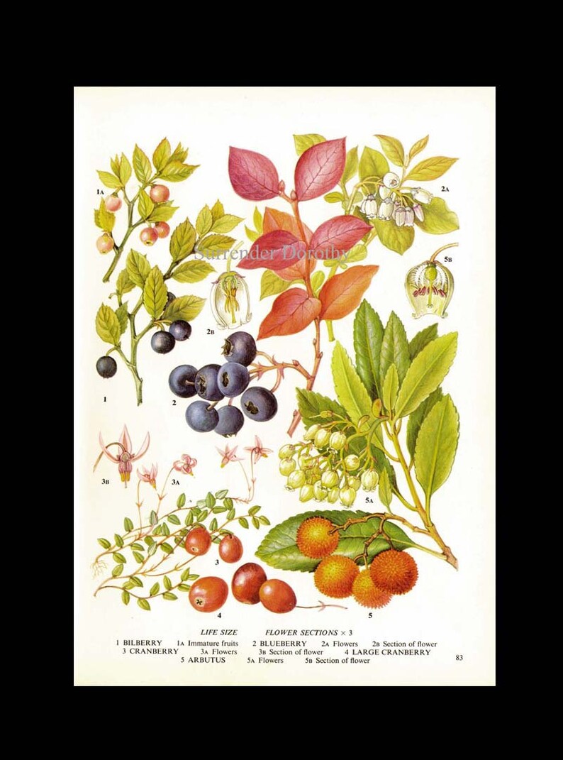 Fresh Berries Blueberry Bilberry Cranberry Arbutus Fruit Food Chart Vegetable Botanical Lithograph Illustration For Your Vintage Kitchen 83 image 3