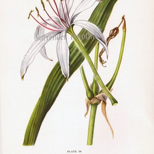 White Crinum Lily Flower Vintage Botanical Print 1950s Wildflower To Frame 30 image 3