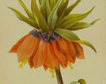 Rode Kroon Imperial Fritillaria Imperialis Wild Flower Vintage Lithografie Poster Print Redoute Botanische Lithografie Naar Frame 8